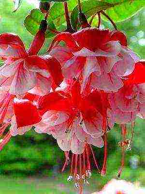 anong mga bulaklak sa hardin ang maaaring lumaki sa windowsill