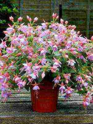 what garden flowers can be grown on the windowsill