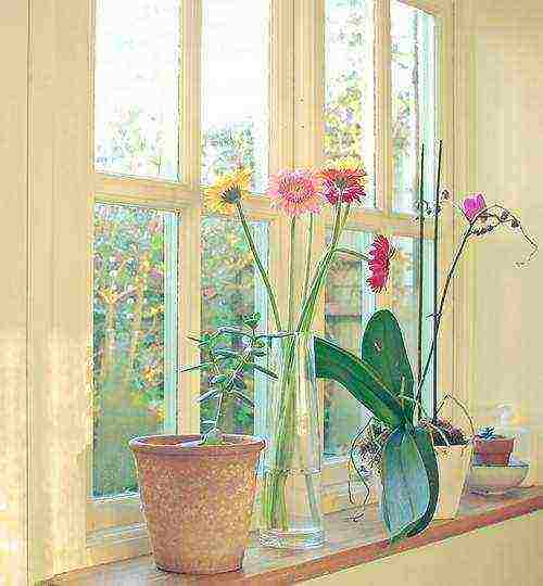 what garden flowers can be grown on the windowsill