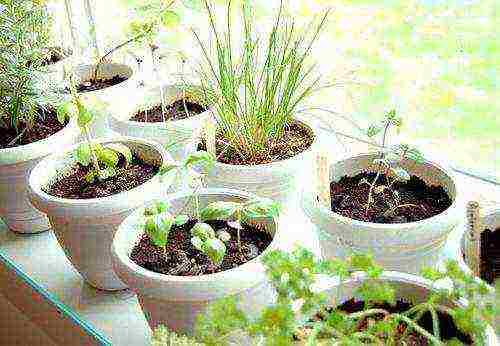 anong mga bulaklak sa hardin ang maaaring lumaki sa windowsill