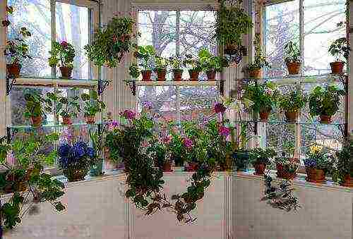 what garden flowers can be grown on the windowsill