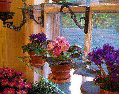 what garden flowers can be grown on the windowsill