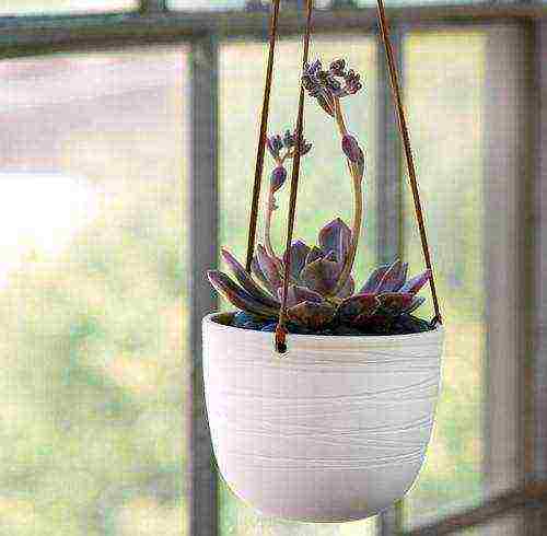 what garden flowers can be grown on the windowsill