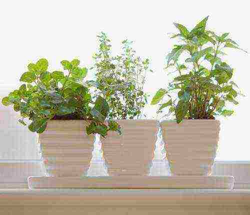 what garden flowers can be grown on the windowsill