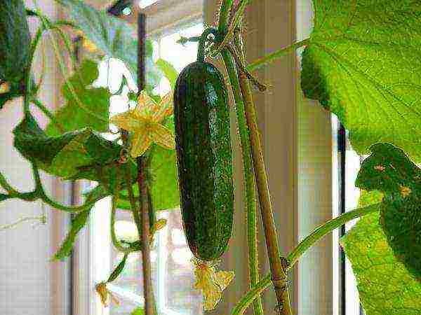 anong mga buto ng pipino ang maaaring lumaki sa windowsill