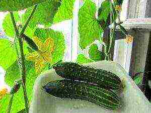 what cucumber seeds can be grown on the windowsill