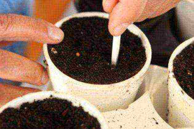 what cucumber seeds can be grown on the windowsill