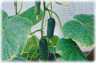 what cucumber seeds can be grown on the windowsill