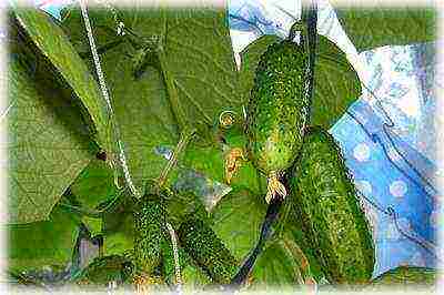 what cucumber seeds can be grown on the windowsill