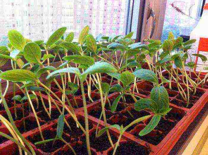 what cucumber seeds can be grown on the windowsill