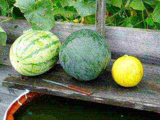 what varieties of watermelons are grown in the Saratov region