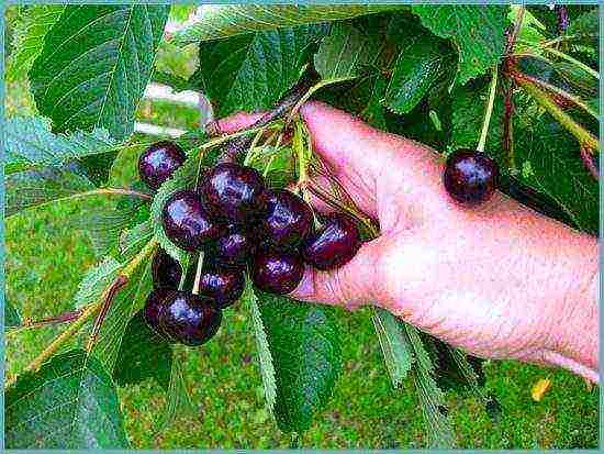 what varieties of cherries can be grown in the suburbs