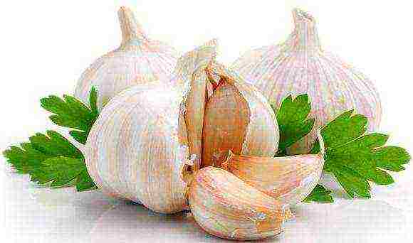 which varieties of garlic are better