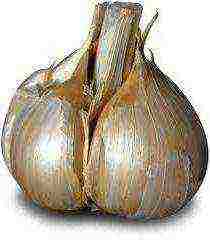 which varieties of garlic are better