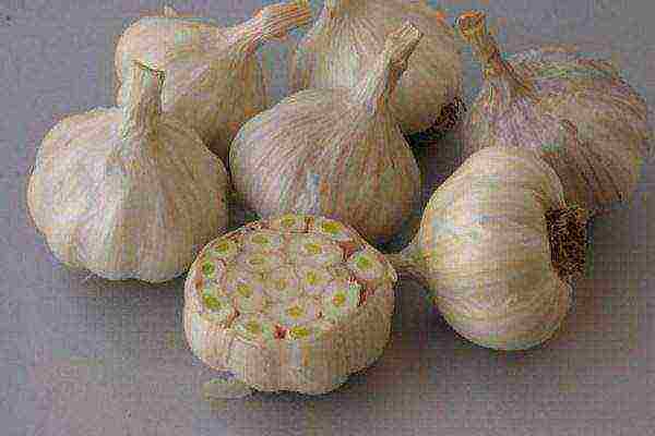 which varieties of garlic are better