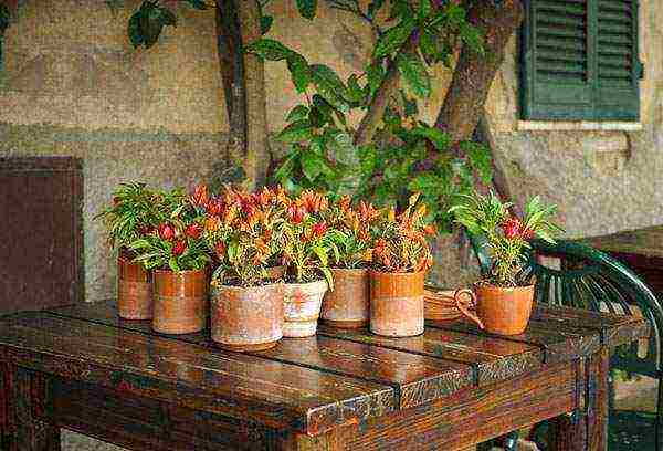 what varieties of hot peppers are grown on the windowsill