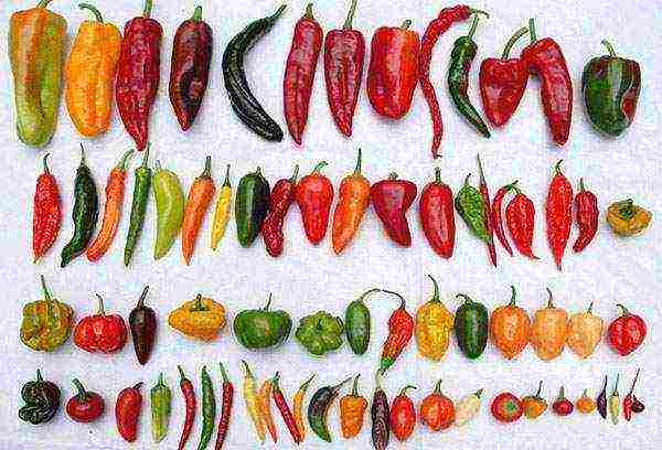 what varieties of hot peppers are grown on the windowsill