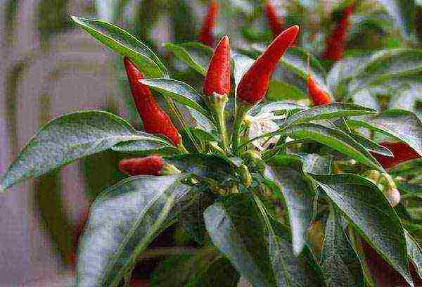 what varieties of hot peppers are grown on the windowsill