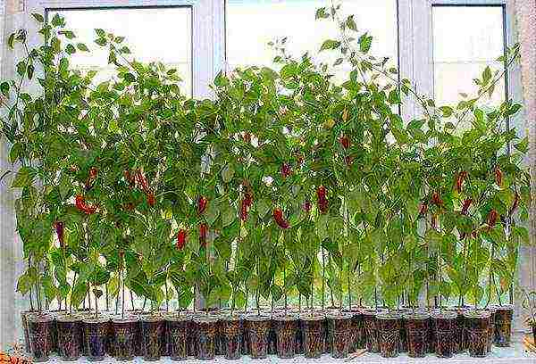 what varieties of hot peppers are grown on the windowsill