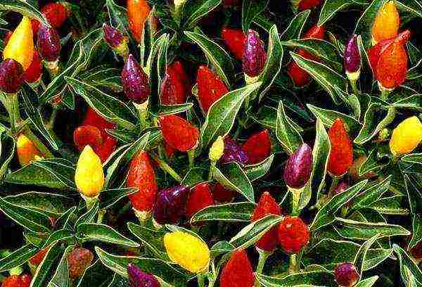 what varieties of hot peppers are grown on the windowsill