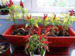 what varieties of hot peppers are grown on the windowsill