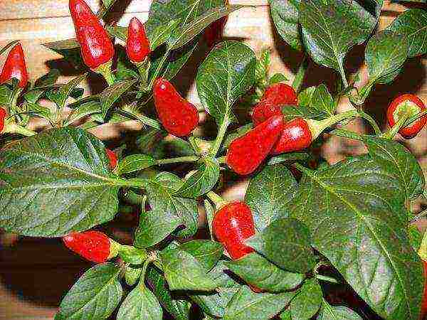 what varieties of hot peppers are grown on the windowsill