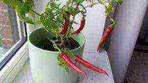 what varieties of hot peppers are grown on the windowsill