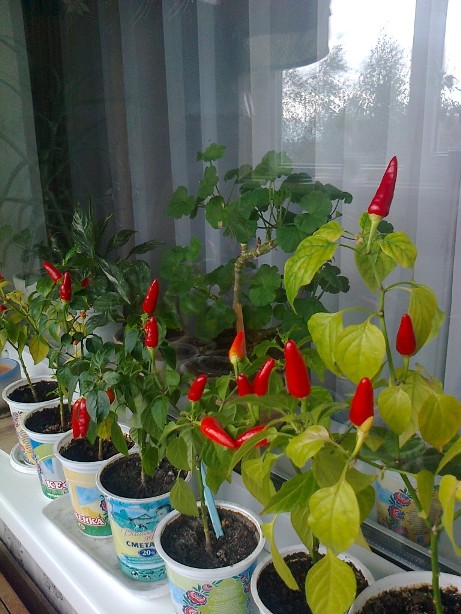 what varieties of hot peppers are grown on the windowsill