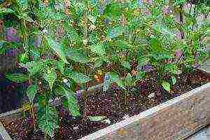 what varieties of hot peppers are grown on the windowsill