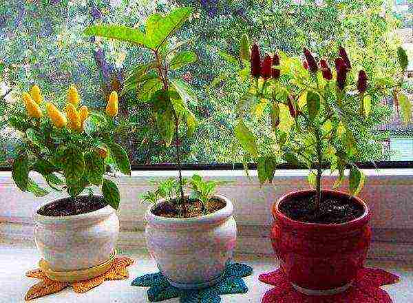 what varieties of hot peppers are grown on the windowsill