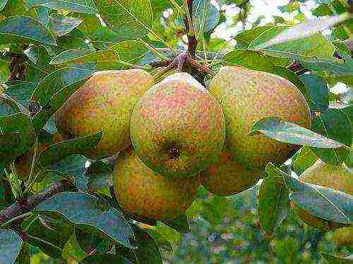 what varieties of pears are good