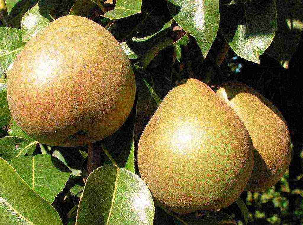 what varieties of pears are good