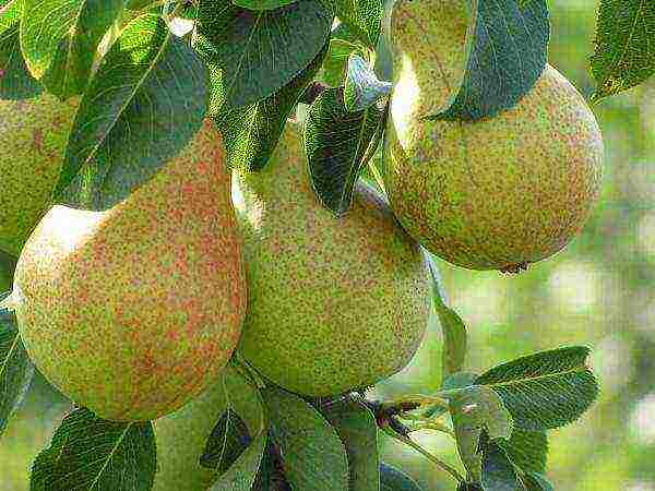 what varieties of pears are good