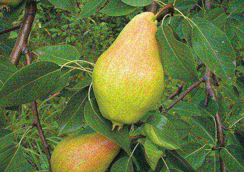 what varieties of pears are good