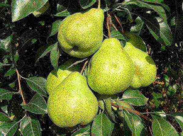 what varieties of pears are good