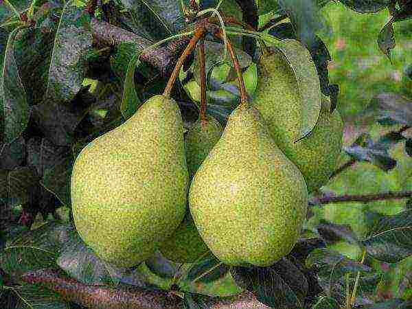 what varieties of pears are good