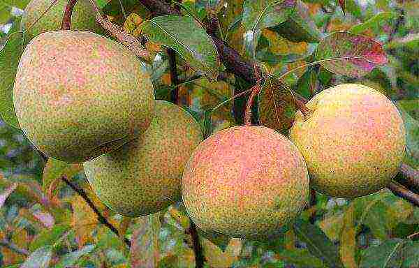 what varieties of pears are good