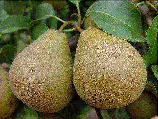 what varieties of pears are good