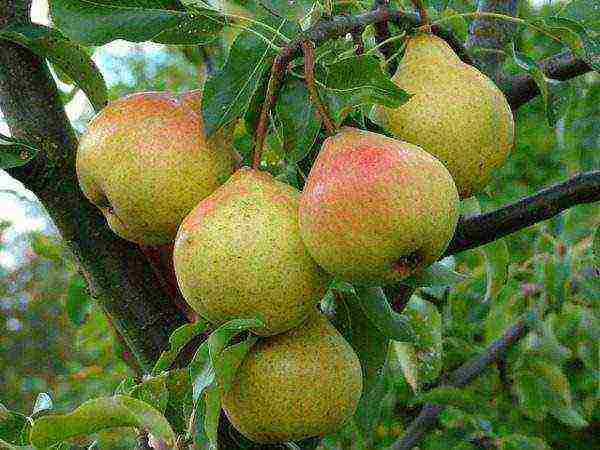 what varieties of pears are good