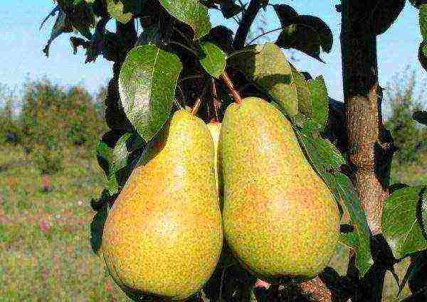 what varieties of pears are good