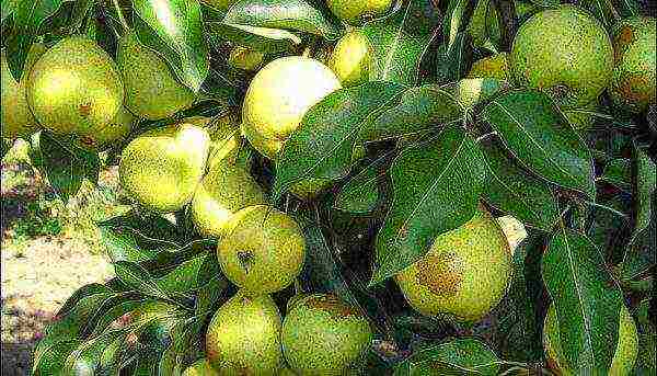 what varieties of pears are good