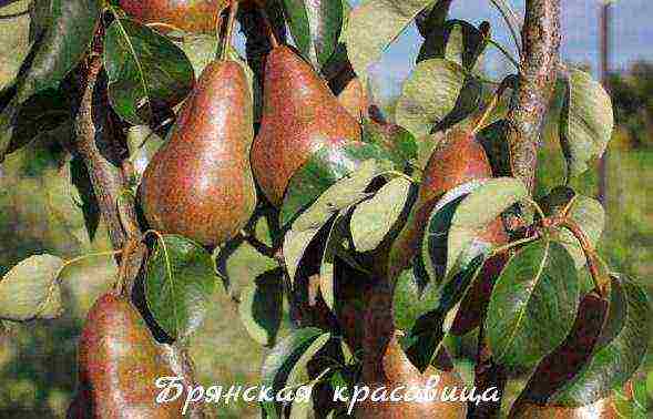 what varieties of pears are good