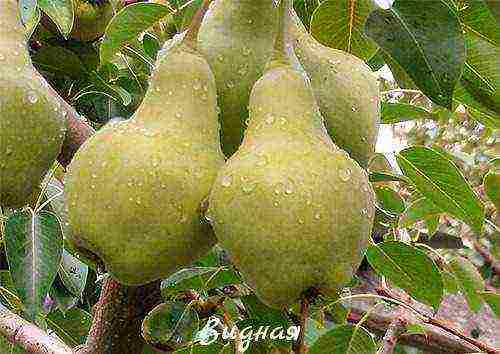 what varieties of pears are good