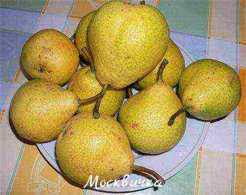 what varieties of pears are good