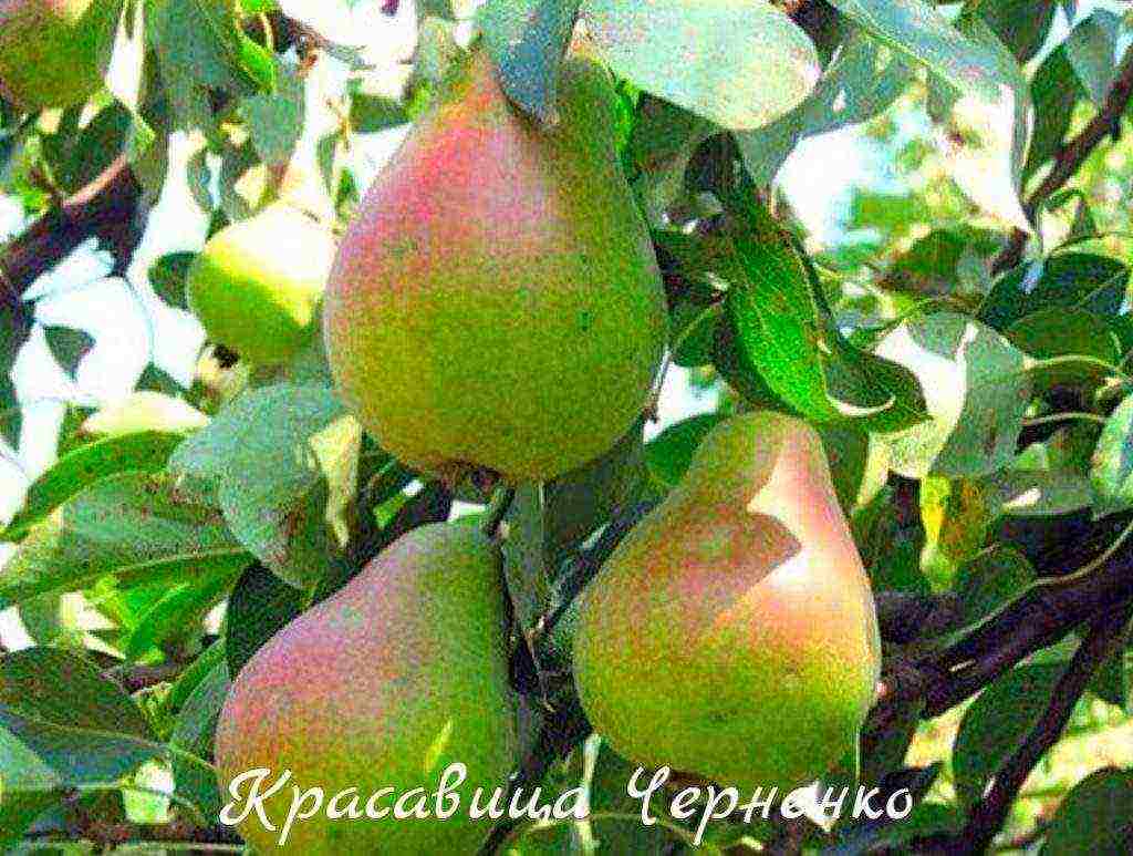 what varieties of pears are good