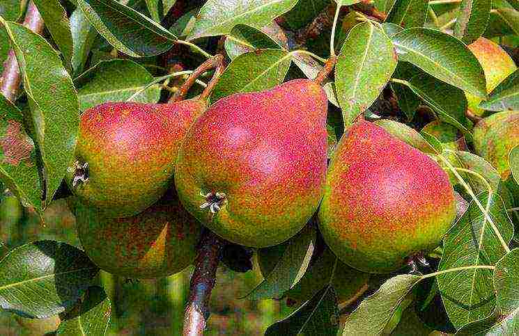 what varieties of pears are good