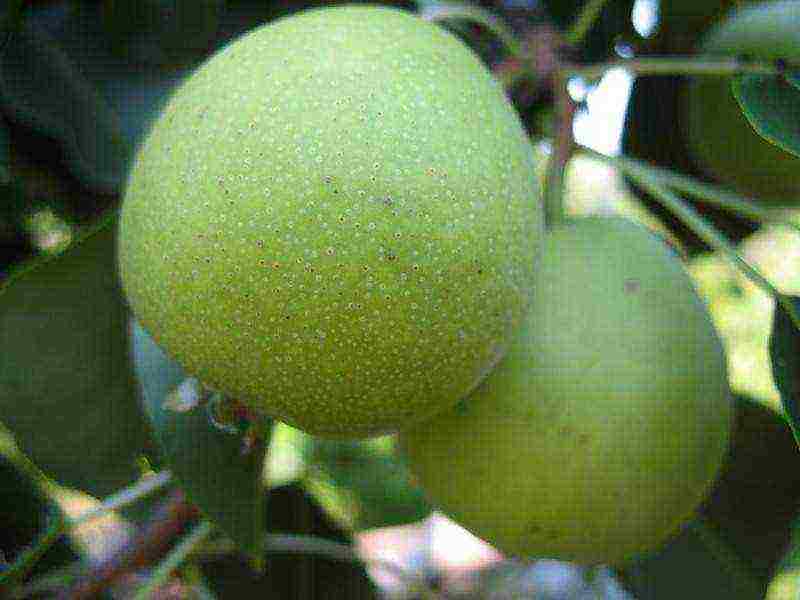 what varieties of pears are good