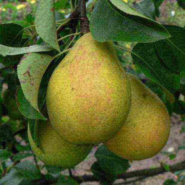 what varieties of pears are good