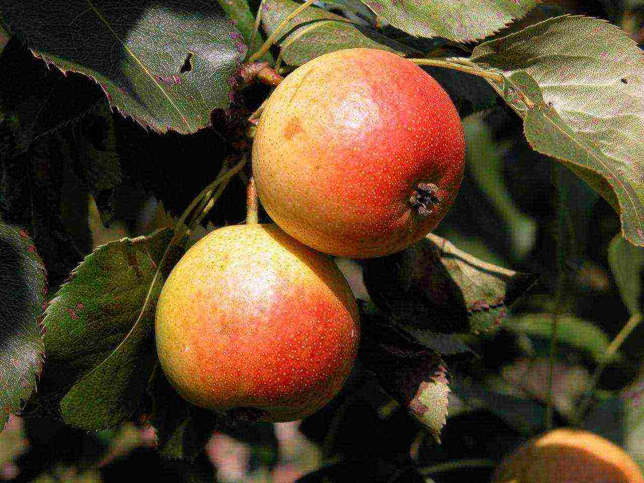 what varieties of pears are good