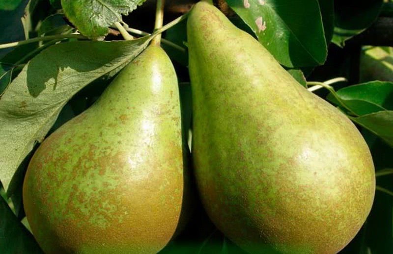 what varieties of pears are good